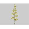 ONCIDIUM SUMMER WIND 060 CM