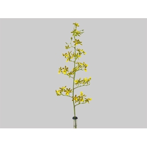 ONCIDIUM SUMMER WIND 080 CM