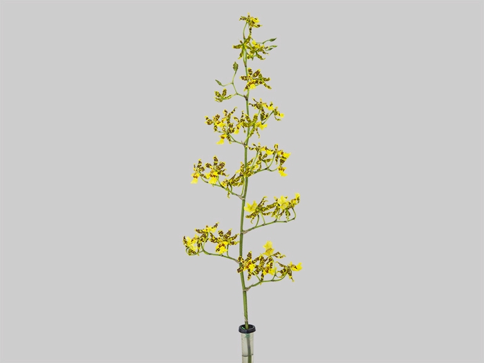 <h4>ONCIDIUM SUMMER WIND 080 CM</h4>