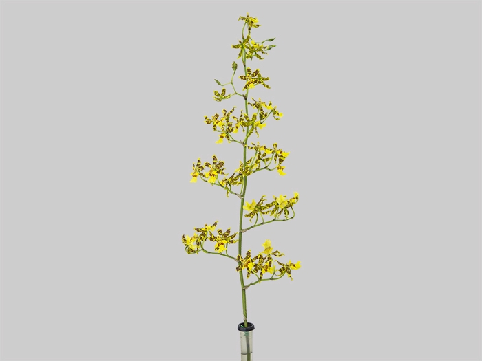 <h4>ONCIDIUM SUMMER WIND 060 CM</h4>