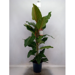 Ficus benghalensis 'Joy'