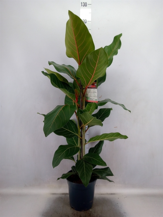 <h4>Ficus benghalensis 'Joy'</h4>