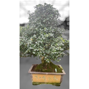 Carmona macrophylla, pot 40 cm., height 85 cm.(single item)