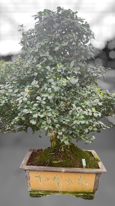 <h4>Carmona macrophylla, pot 40 cm., height 85 cm.(single item)</h4>