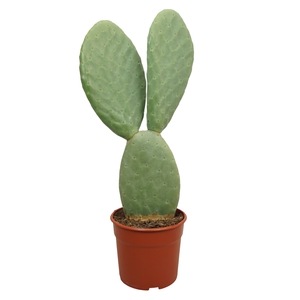 Opuntia