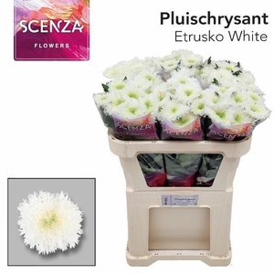 Chr G Etrusko White