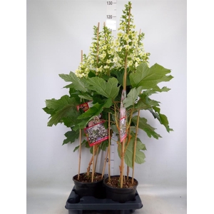 Hydrangea quercifolia