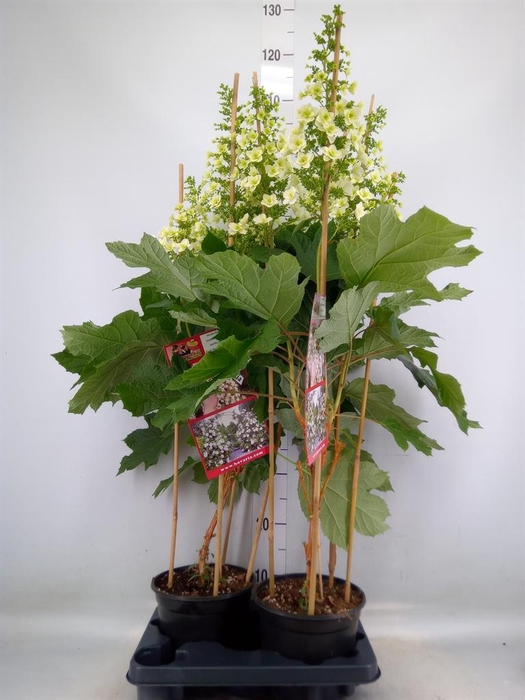 <h4>Hydrangea quercifolia</h4>