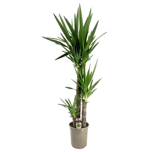 Yucca elephantipes 90-45-20