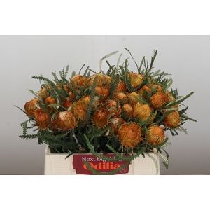 BANKSIA FORMOSA