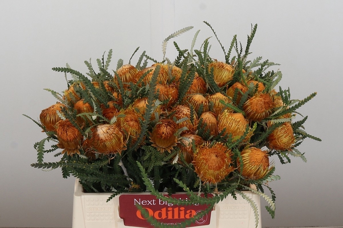 <h4>BANKSIA FORMOSA</h4>