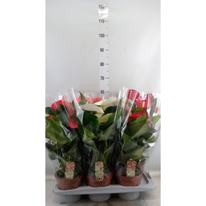 Anthurium   ...mix 4