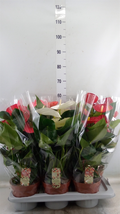 <h4>Anthurium   ...mix 4</h4>