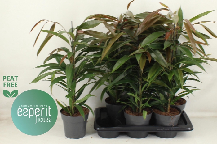 <h4>FIC BIN AMSTEL KING</h4>