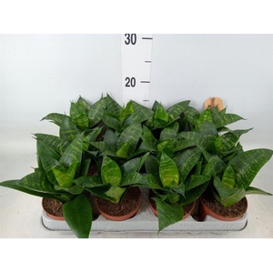 Sansevieria trifa. 'Hahnii'
