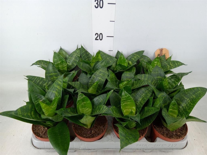<h4>Sansevieria trifa. 'Hahnii'</h4>