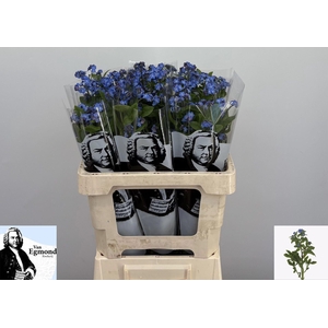 Myosotis alpestris 'Blue Memory'