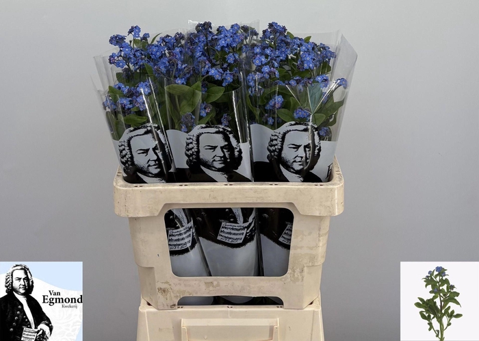 <h4>Myosotis alpestris 'Blue Memory'</h4>