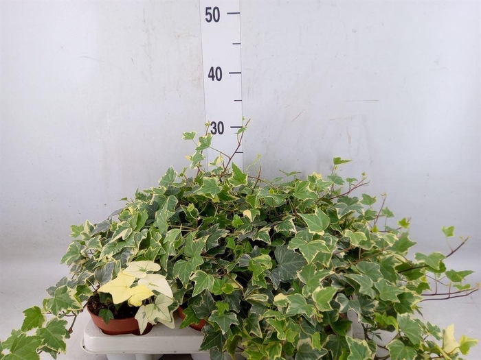 <h4>Hedera   ...variegated</h4>
