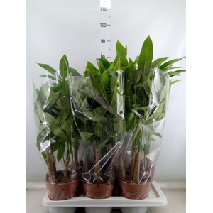 Pachira aquatica