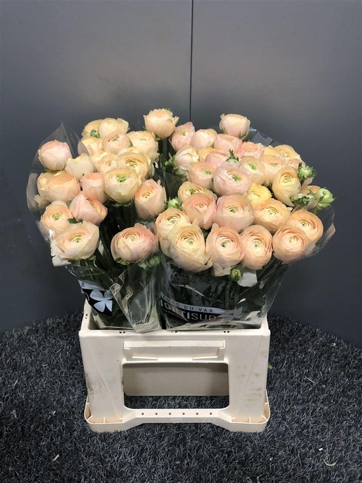 <h4>Ran Succ Pc750 Mix</h4>