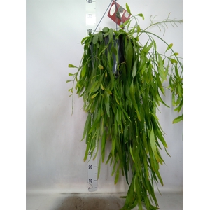 Rhipsalis   ...