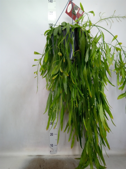 Rhipsalis   ...