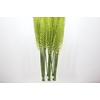 Eremurus White Beauty Favourite