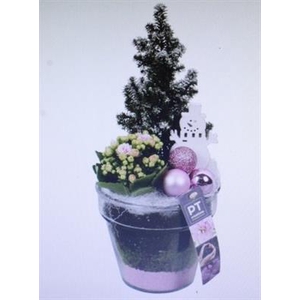 3523 ROZE POT ZWAAR BOOMPJE