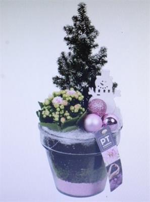 <h4>3523 ROZE POT ZWAAR BOOMPJE</h4>