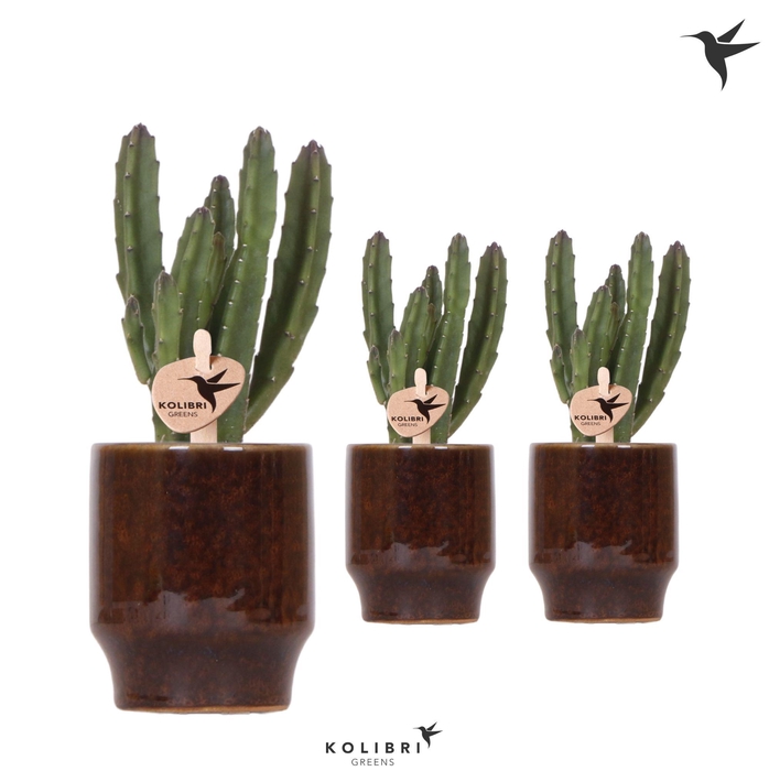 <h4>Kolibri Greens Stapelia Leendertziae in Classy pot brown</h4>