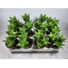ALOE OV
