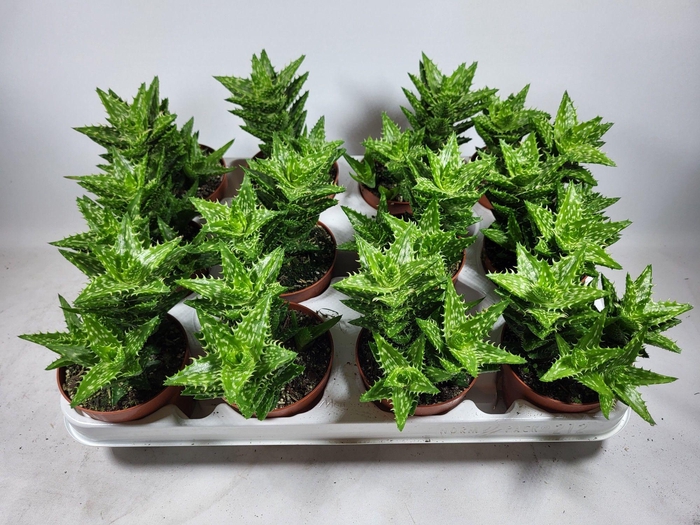 ALOE OV