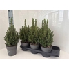 Picea Gl Perfecta