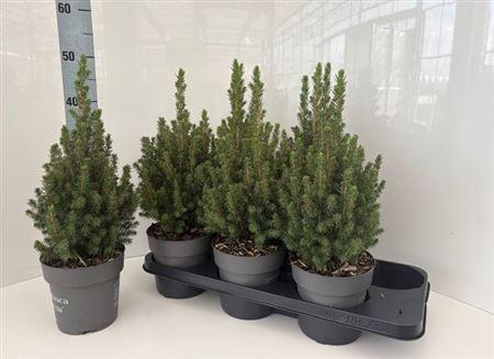 Picea Gl Perfecta