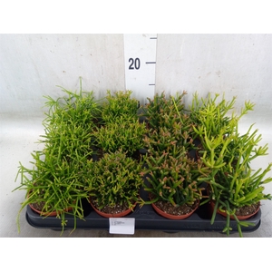 Rhipsalis   ...mix