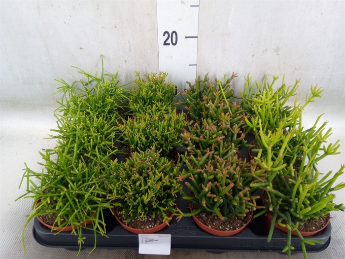 <h4>Rhipsalis   ...mix</h4>