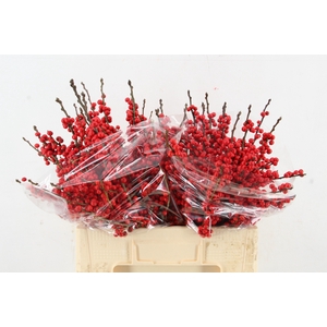 ILEX VE RODE BES 050CM