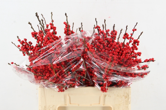 <h4>ILEX VE RODE BES 050CM</h4>