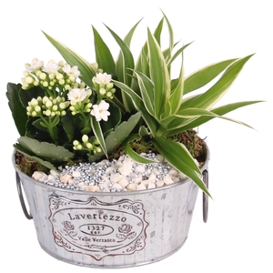 Yearround Special: Zinc pot 'Lavertezzo' ø17cm with 2PP