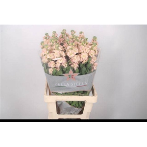 MATTH IRON APRICOT