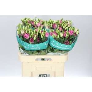 Eust Du Rosita Pink