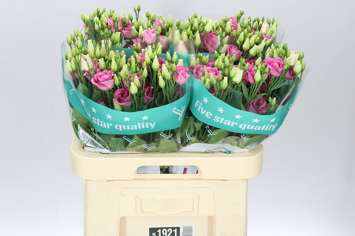 <h4>Eust Du Rosita Pink</h4>