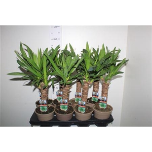 Yucca 30cm