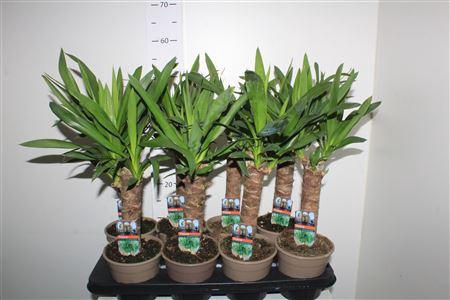 <h4>Yucca 30cm</h4>