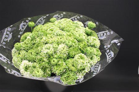 <h4>Cl Pon-pon Igloo</h4>