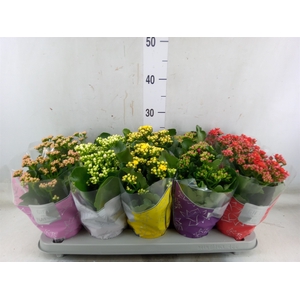 Kalanchoe blos. 'Perfecta'  ..mix 5
