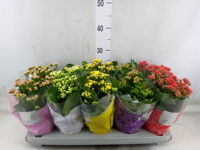 <h4>Kalanchoe blos. 'Perfecta'  ..mix 5</h4>