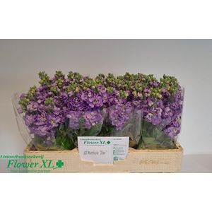 MATTH MATHILDA LAVEN