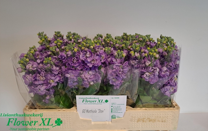 <h4>MATTH MATHILDA LAVEN</h4>